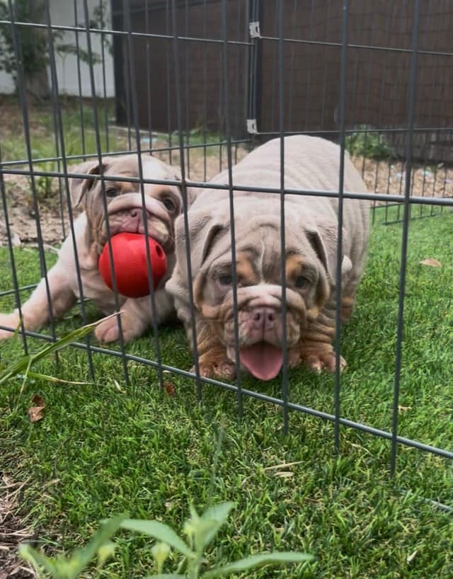 Bulldog Puppies media 3