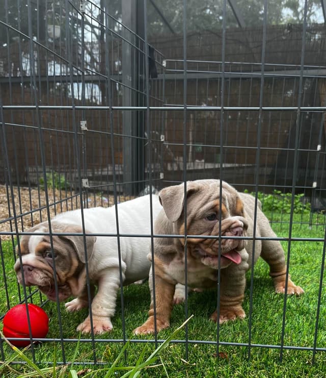 Bulldog Puppies media 4
