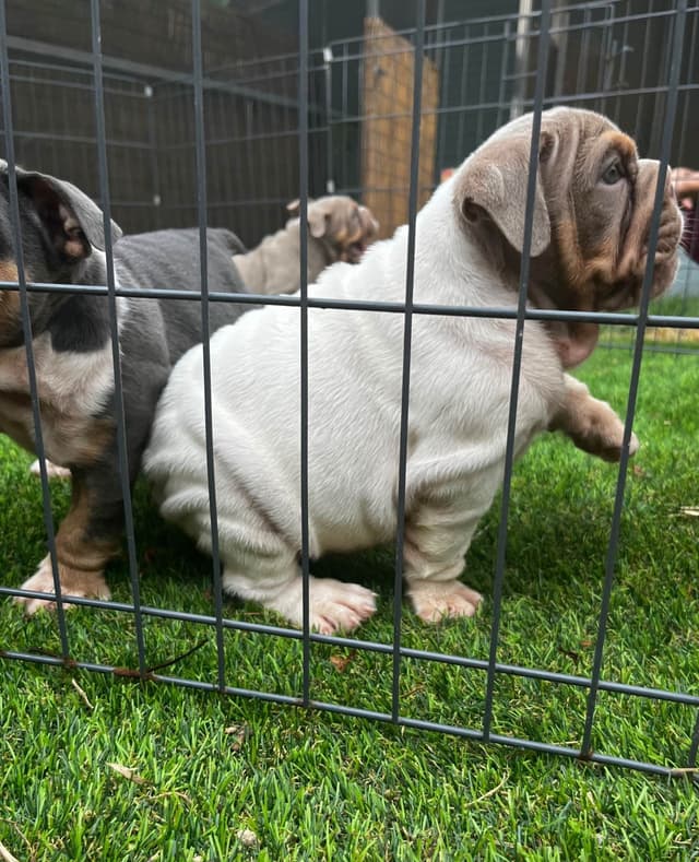 Bulldog Puppies media 5