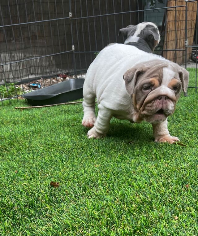 Bulldog Puppies media 6