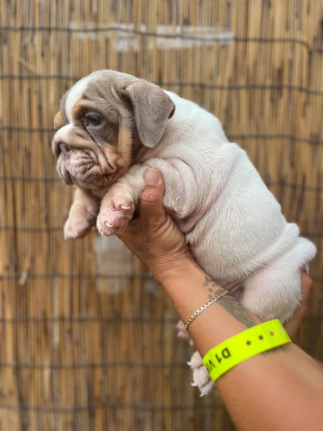 Bulldog Puppies media 8