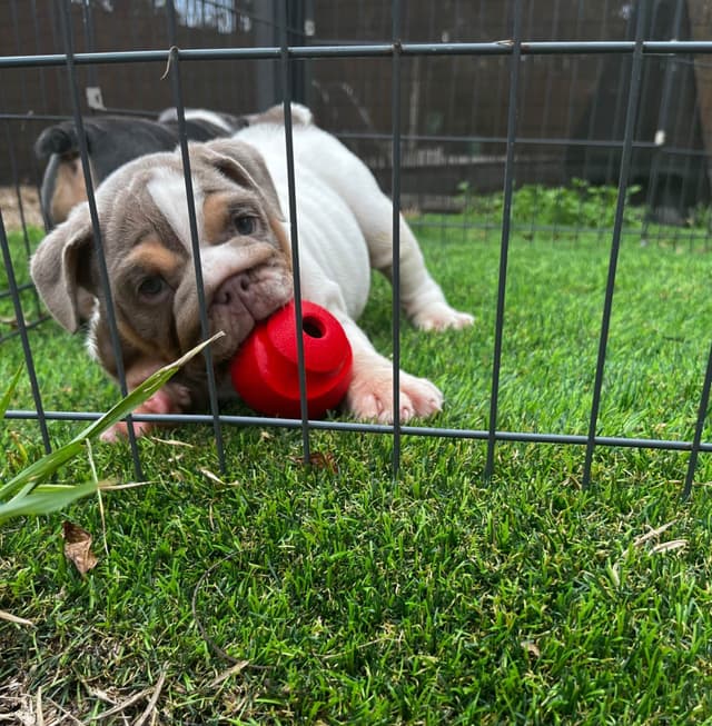Bulldog Puppies media 7