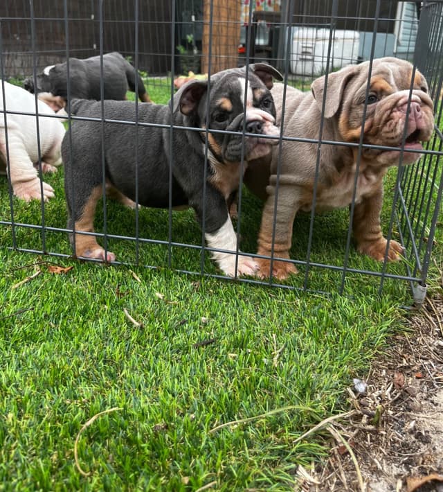 Bulldog Puppies media 9