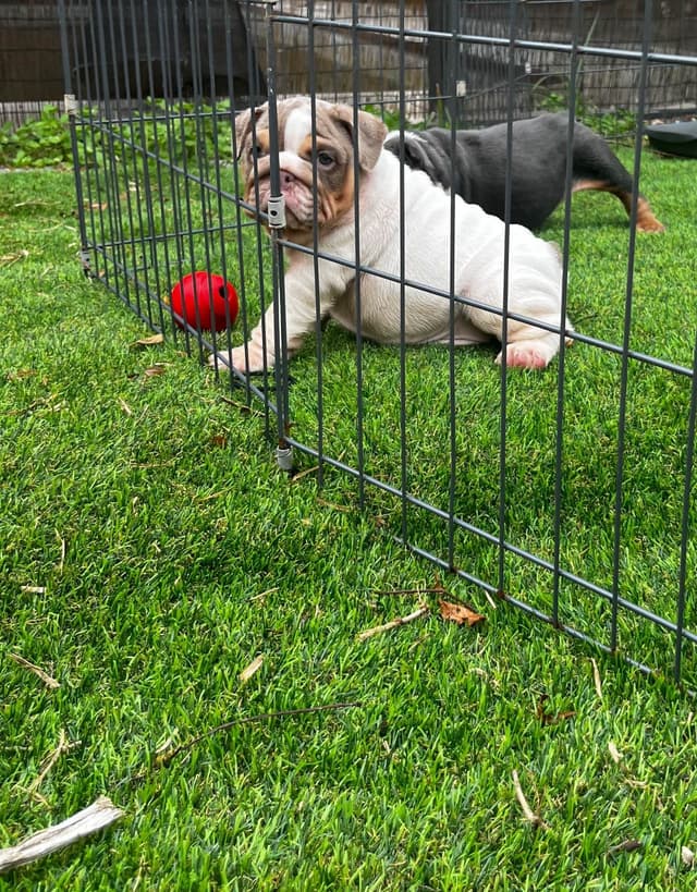 Bulldog Puppies media 10