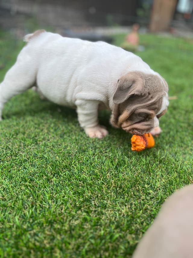 Bulldog Puppies media 11