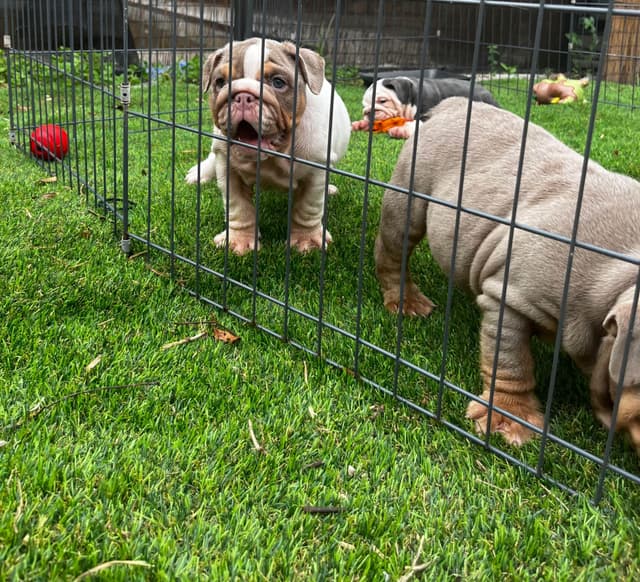 Bulldog Puppies media 12