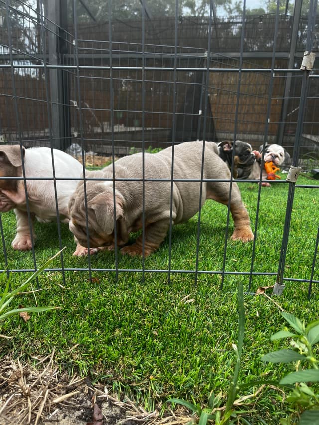Bulldog Puppies media 13