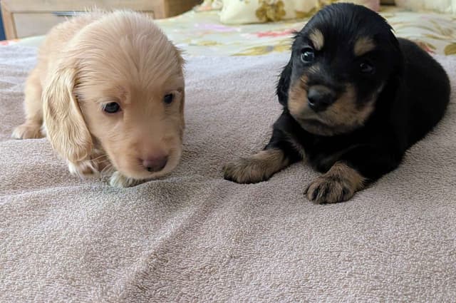 English Cream Miniature Longhair Dachshund Puppies media 2