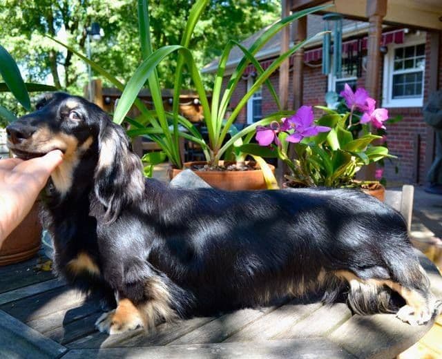 English Cream Miniature Longhair Dachshund Puppies media 3
