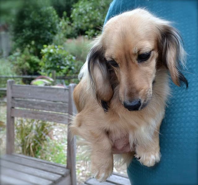 English Cream Miniature Longhair Dachshund Puppies media 4