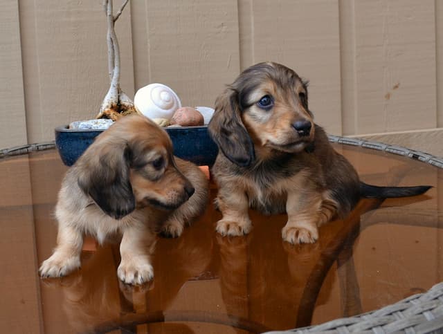 English Cream Miniature Longhair Dachshund Puppies media 5