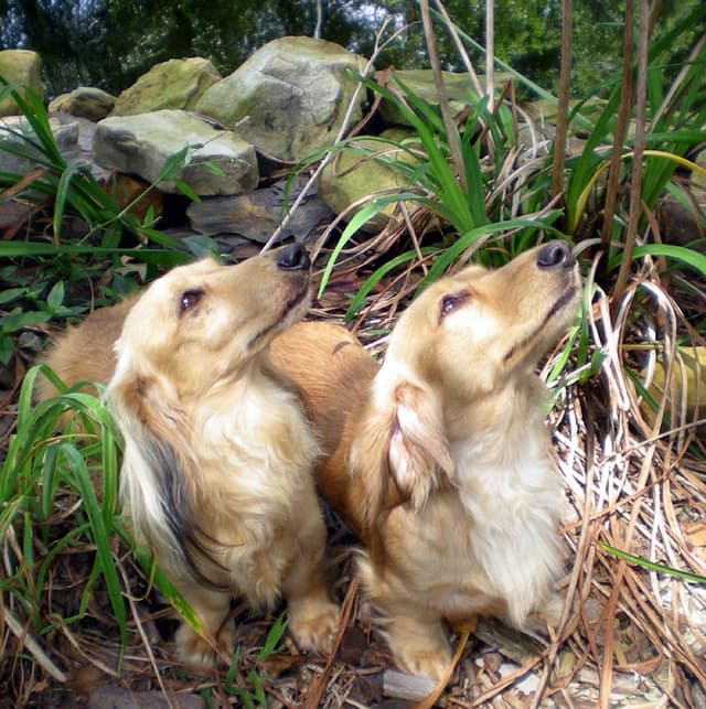 English Cream Miniature Longhair Dachshund Puppies media 8