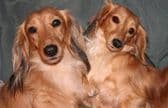 English Cream Miniature Longhair Dachshund Puppies media 9