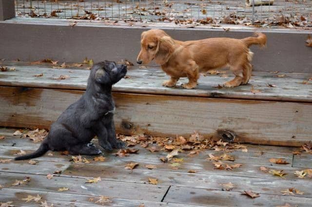 English Cream Miniature Longhair Dachshund Puppies media 10