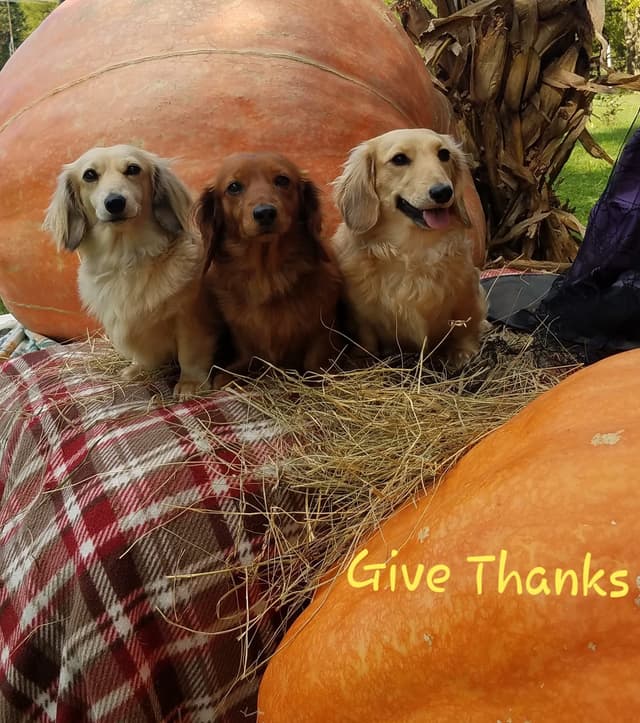 English Cream Miniature Longhair Dachshund Puppies media 11