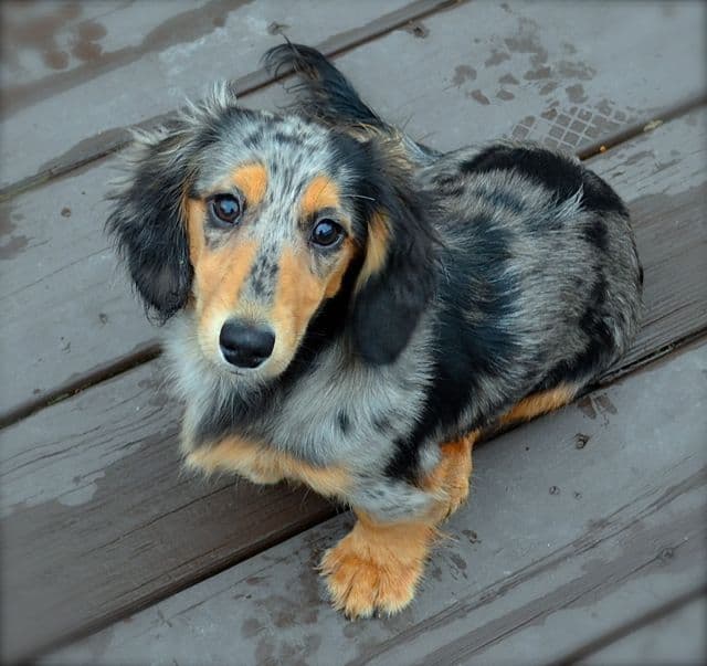 English Cream Miniature Longhair Dachshund Puppies media 13