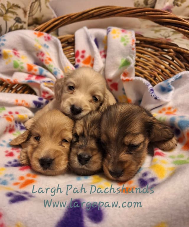 English Cream Miniature Longhair Dachshund Puppies media 15