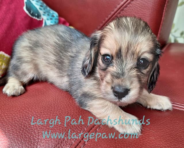 English Cream Miniature Longhair Dachshund Puppies media 16