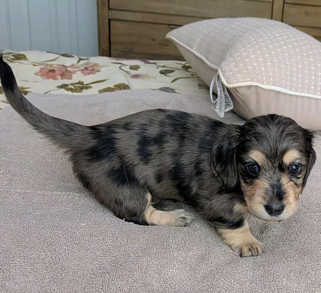 English Cream Miniature Longhair Dachshund Puppies media 17