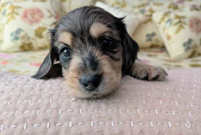 English Cream Miniature Longhair Dachshund Puppies media 18