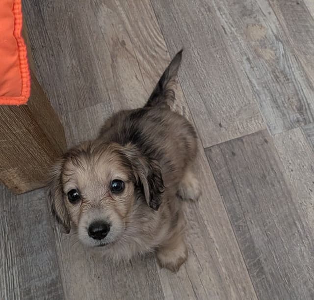 English Cream Miniature Longhair Dachshund Puppies media 20