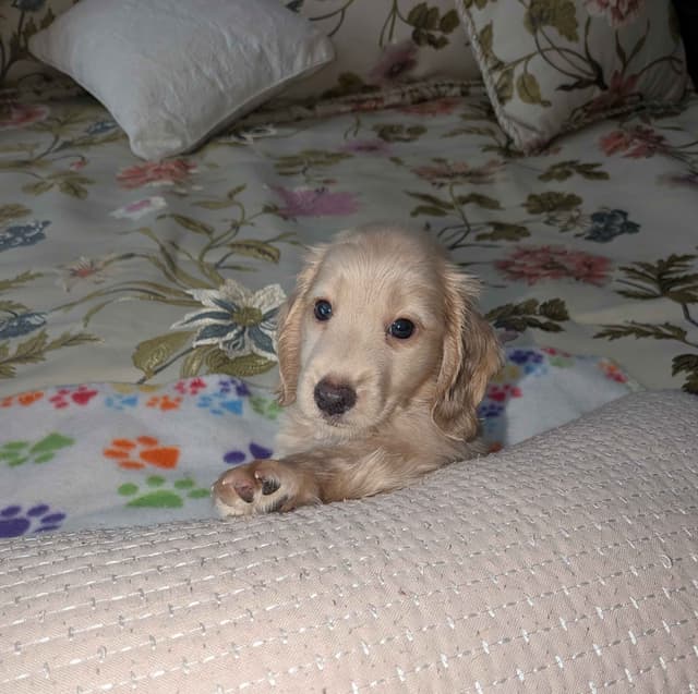 English Cream Miniature Longhair Dachshund Puppies media 21