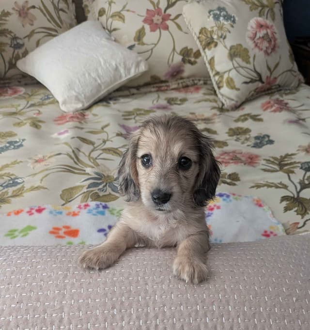 English Cream Miniature Longhair Dachshund Puppies media 23