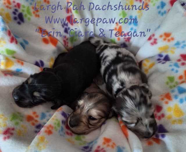 English Cream Miniature Longhair Dachshund Puppies media 24