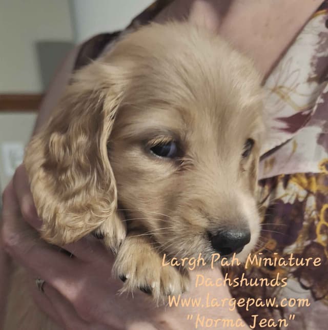English Cream Miniature Longhair Dachshund Puppies media 25