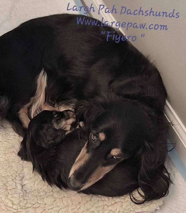 English Cream Miniature Longhair Dachshund Puppies media 26