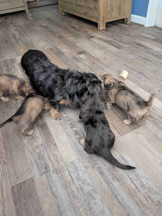 English Cream Miniature Longhair Dachshund Puppies media 27