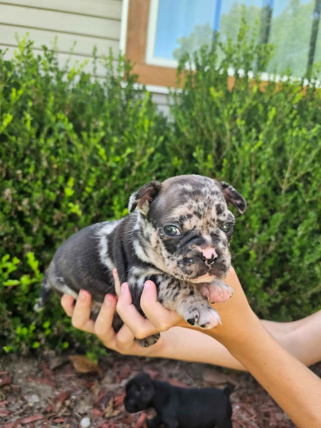 French Bulldog Puppies media 2