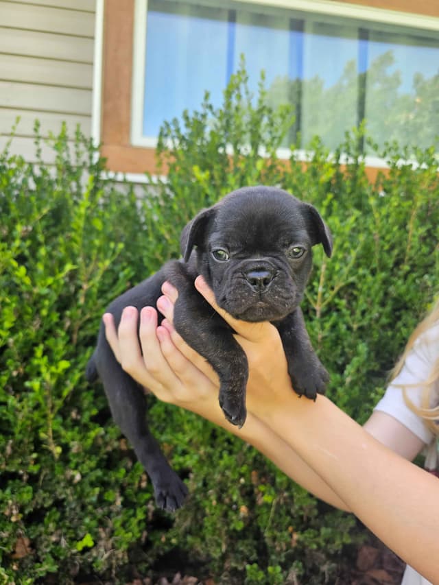 French Bulldog Puppies media 3