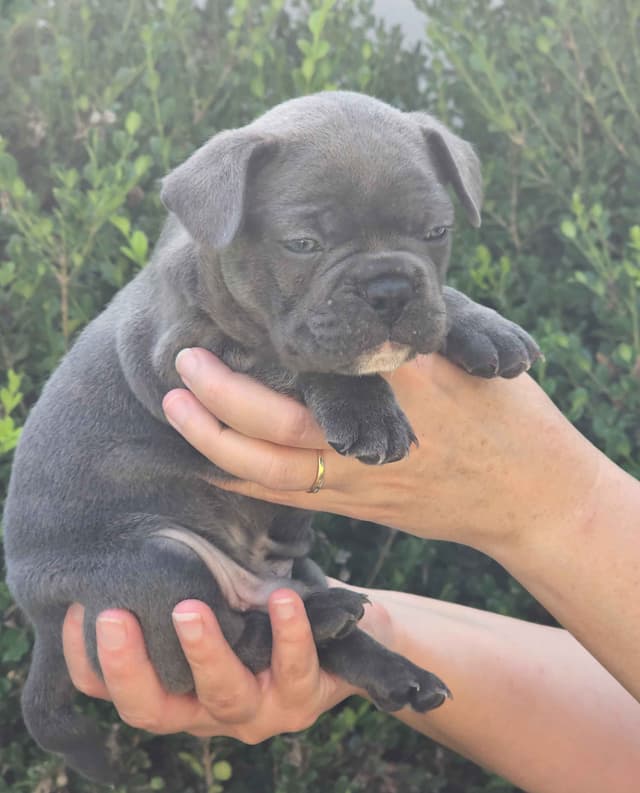 French Bulldog Puppies media 6