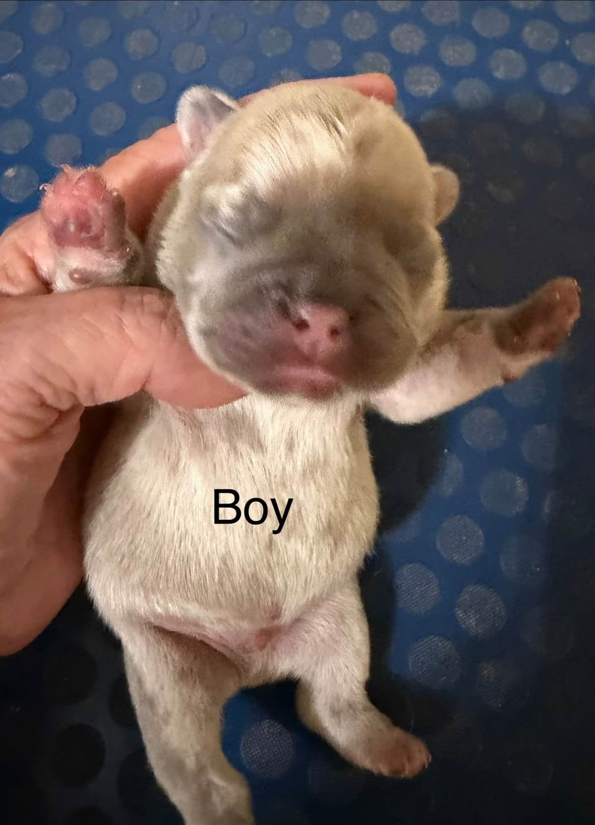 Yorkshire Terrier Puppies breeder image 2