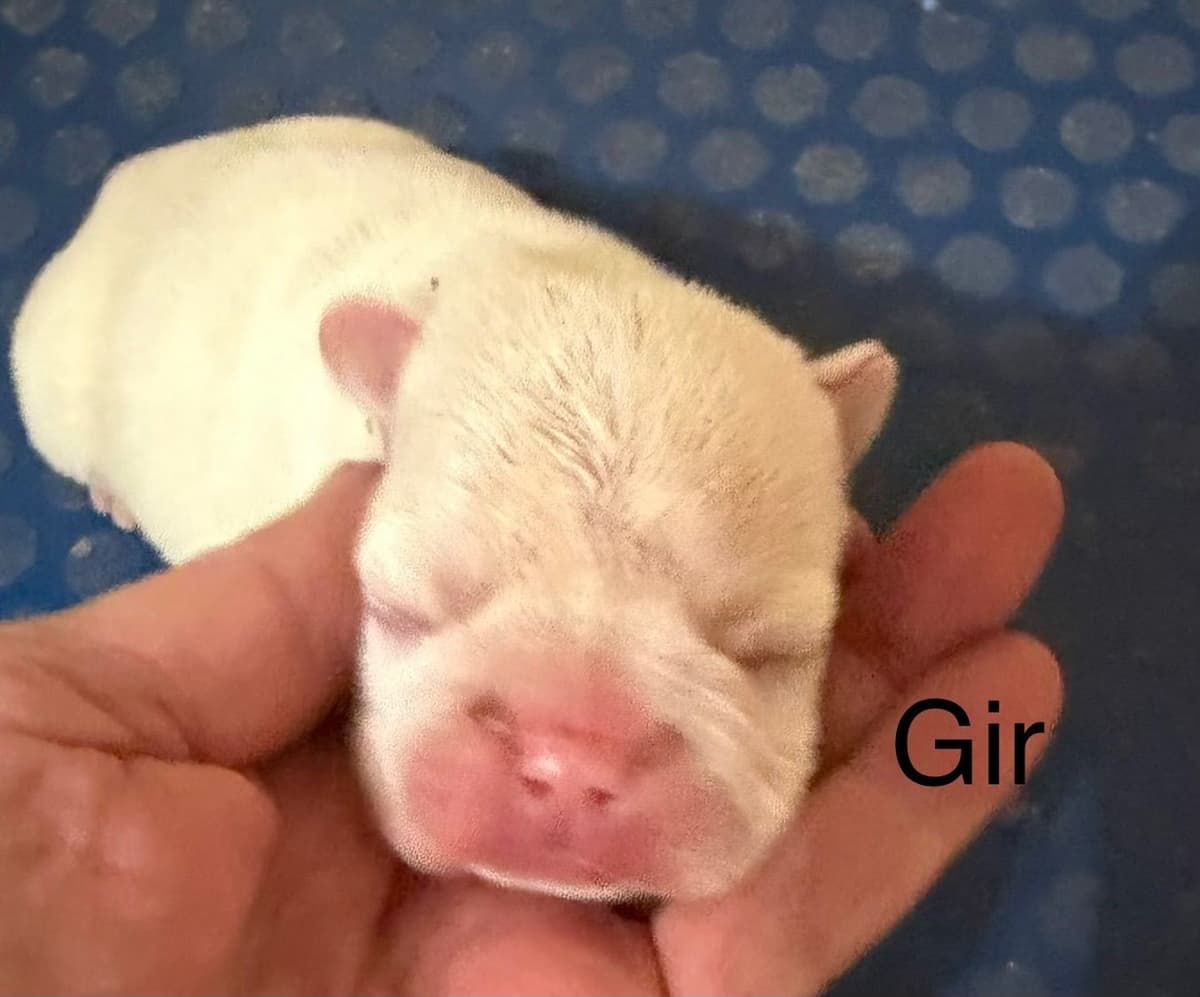 Yorkshire Terrier Puppies breeder image 3