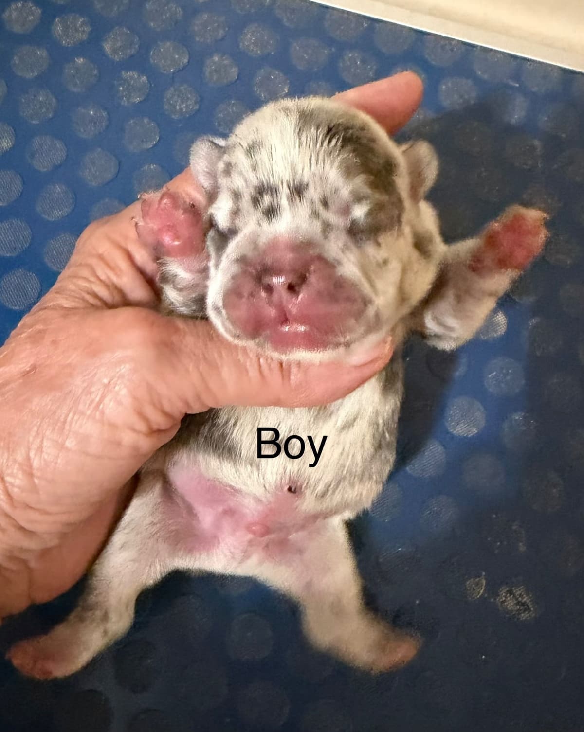 Yorkshire Terrier Puppies breeder image 5