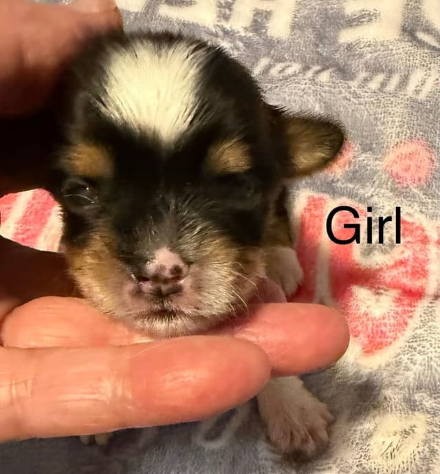 Yorkshire Terrier Puppies media 2