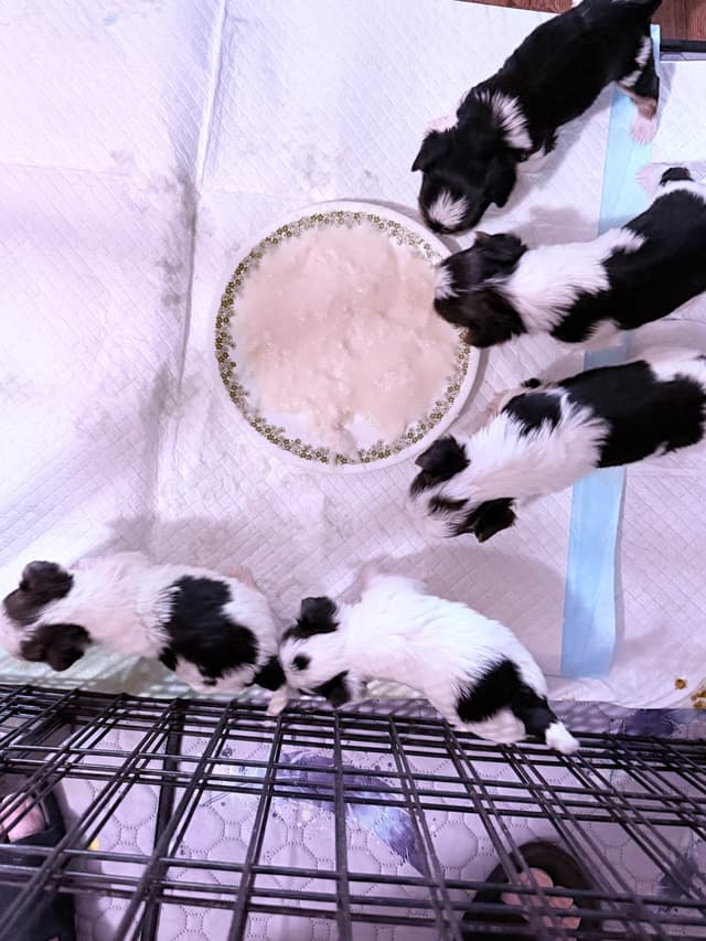 Yorkshire Terrier Puppies media 5