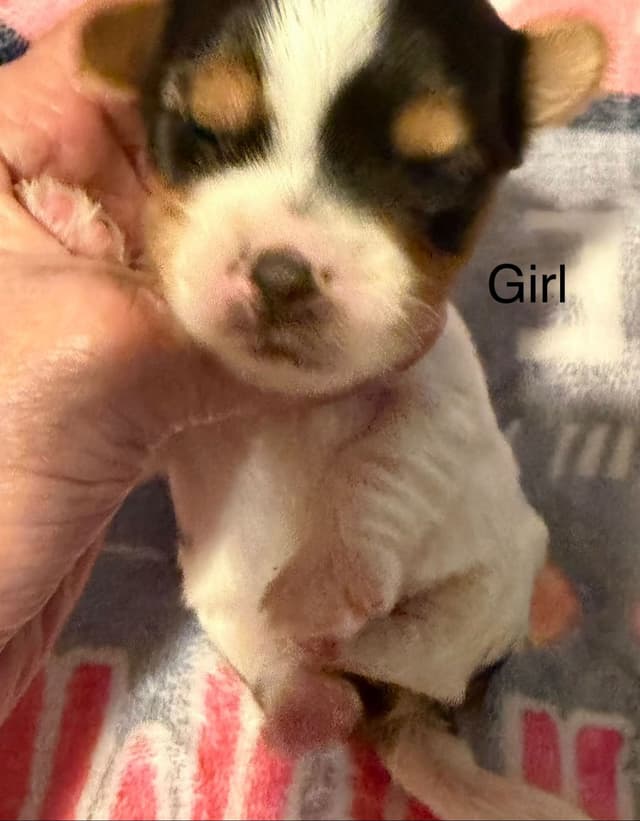 Yorkshire Terrier Puppies media 3