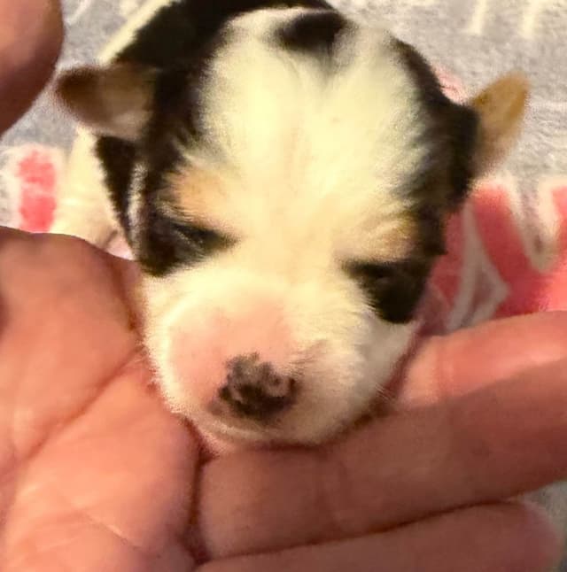 Yorkshire Terrier Puppies media 4