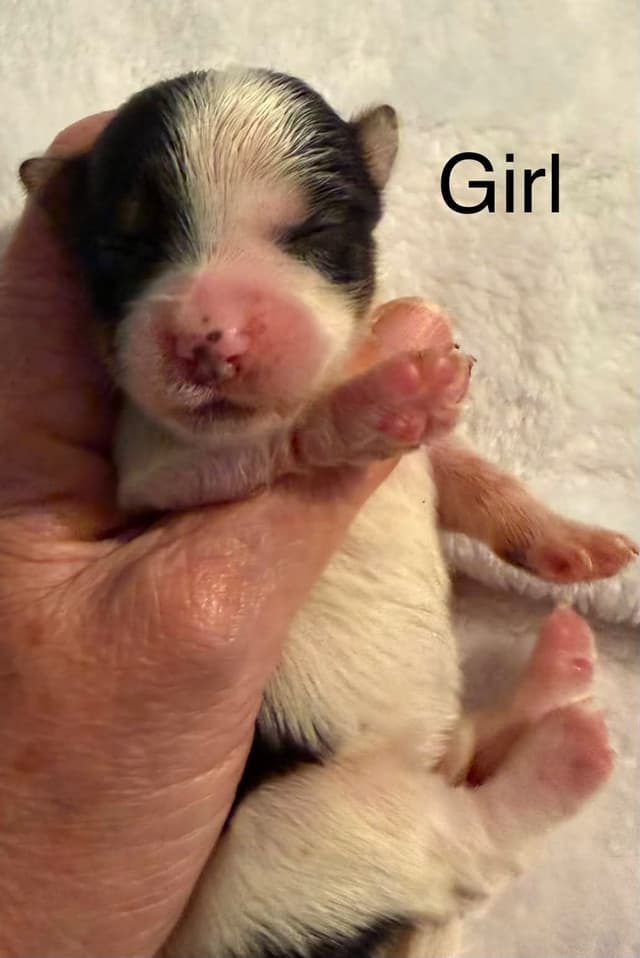 Yorkshire Terrier Puppies media 6