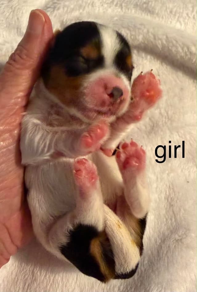 Yorkshire Terrier Puppies media 7