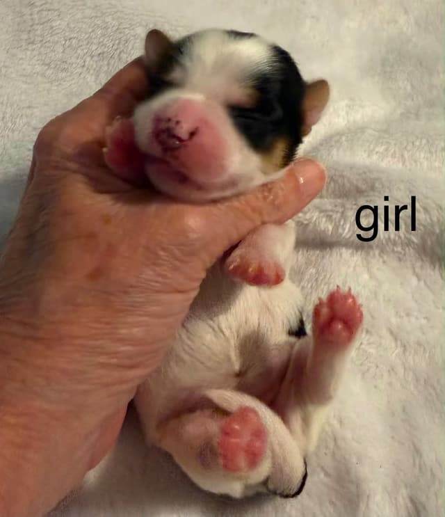 Yorkshire Terrier Puppies media 8