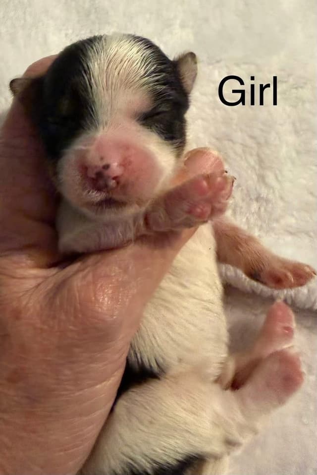 Yorkshire Terrier Puppies media 9