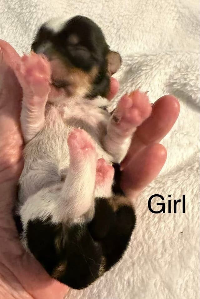 Yorkshire Terrier Puppies media 10