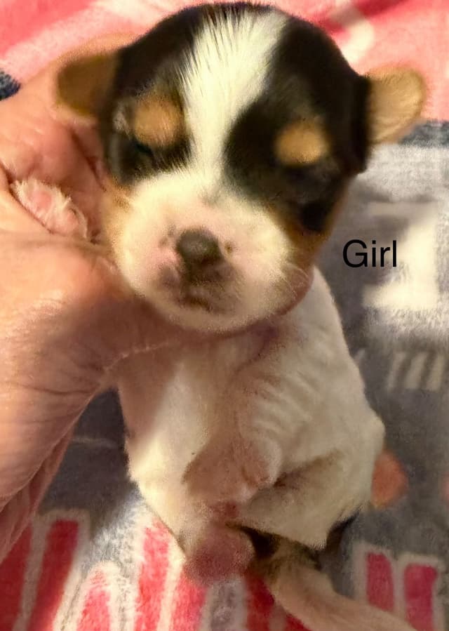 Yorkshire Terrier Puppies media 11
