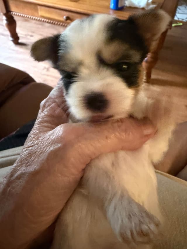 Yorkshire Terrier Puppies media 13