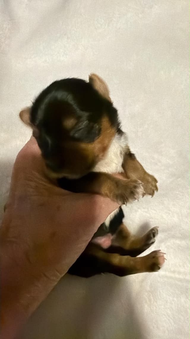 Yorkshire Terrier Puppies media 3