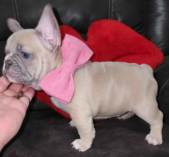 French Bulldog Puppies media 2